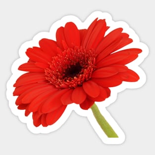 Red Gerbera Daisy Sticker